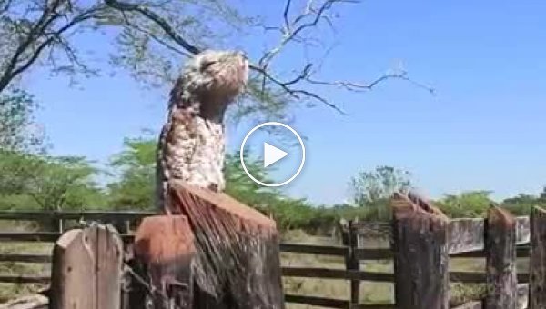 Птица-призрак урутау напугала жителя колумбийской деревни
