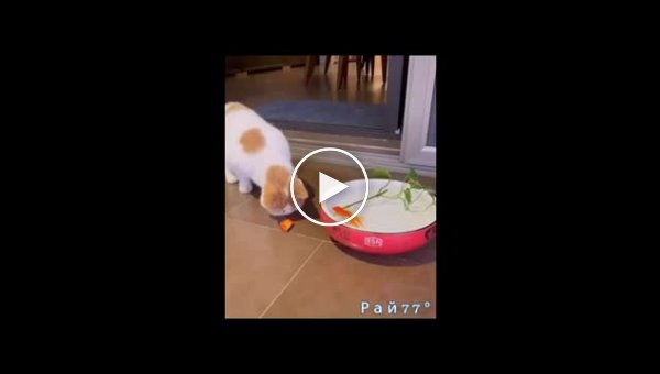 Добрый пес отбил у кота рыбу, вернул её в миску с водой в Китае