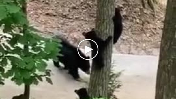 Как маме спустить с дерева непослушного медвеженка на землю