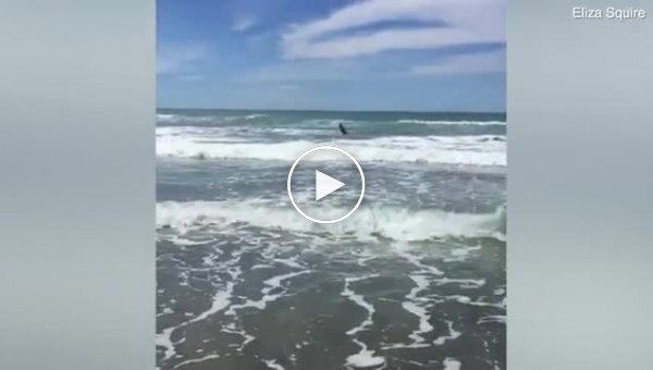 Мужчина ринулся из океана, увидев позади двух акул