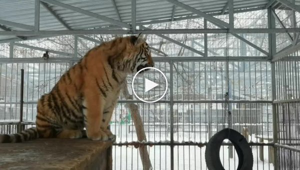 Тигр Шерхан из Барнаульского зоопарка, который считает себя птичкой