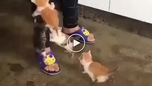 Маленькие котята пытаются добыть себе еду