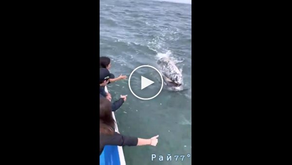 Туристы заласкали любвеобильного кита, подплывшего к их судну