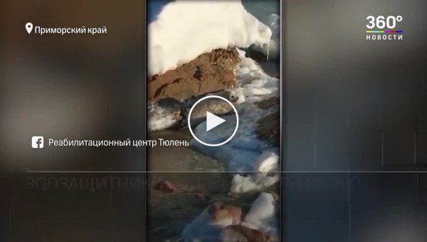 В Приморье найденный на берегу детеныш тюленя умер от стресса по вине людей