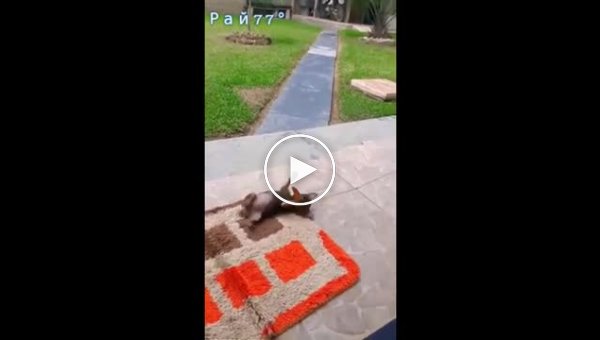 Забавная игра щенка с бабочкой попала на видео в Бразилии