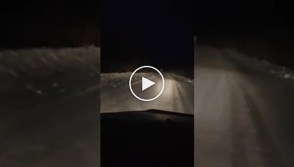 В Якутии водитель заметил на дороге белого медведя