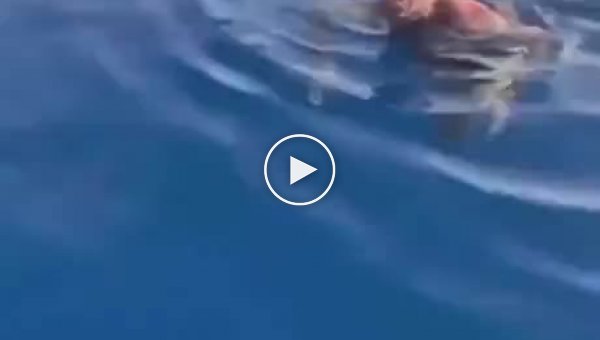 Реакция парня, под которым проплыла акула
