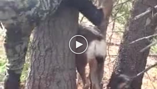 Освободили застрявшего оленя в деревьях