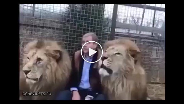 Директор зоопарка общается со львами по своему