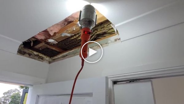 Жители Австралии нашли в потолке целый «улей»