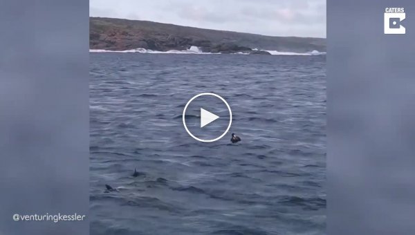 Шустрая акула атаковала и утащила под воду птицу