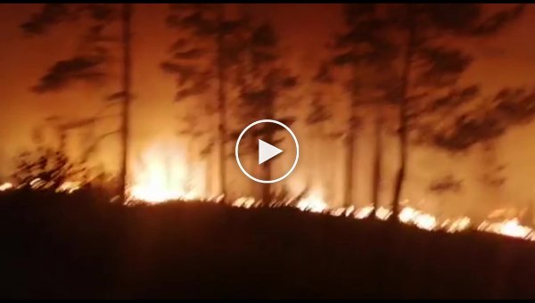 Челябинске пожарные спасли из огня маленького олененка