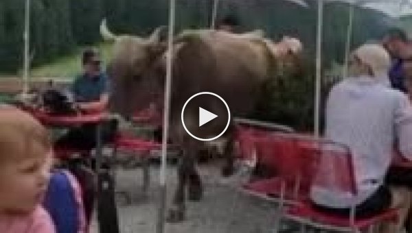 Бессовестная корова шокировала посетителей ресторана