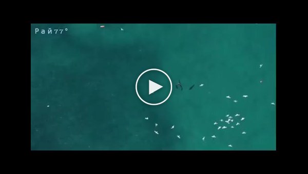 Охота акулы на дайвера была запечатлена австралийским туристом