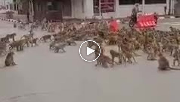 В Таиланде сотни обезьян устроили разборки на дороге
