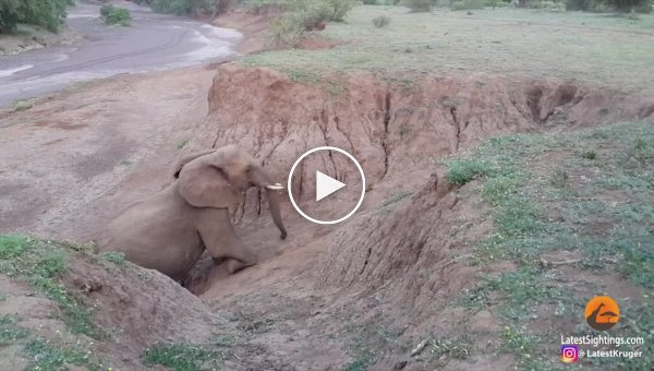 Слониха помогла слонёнку забраться на холм