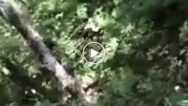 В Приморье грибникам пришлось отсиживаться на дереве, пока по лесу бродил тигр