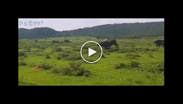 Носорог дал пинок наглому буйволу