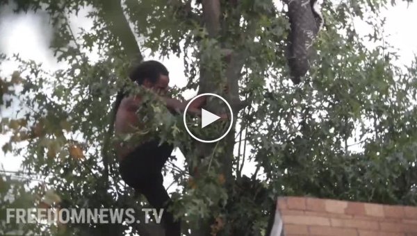 Американец двое суток сидел на дереве, спасаясь от полицейских