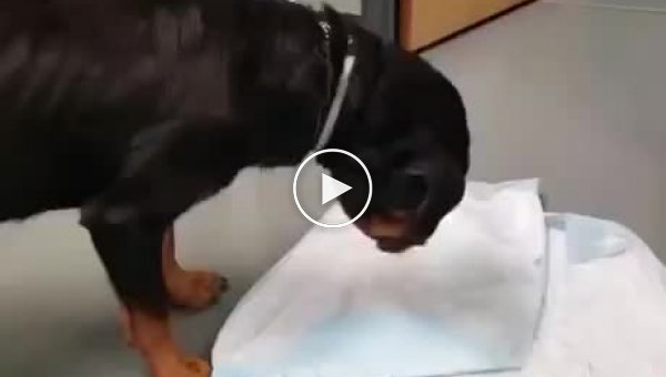Неловкая ситуация в ветеринарной клинике