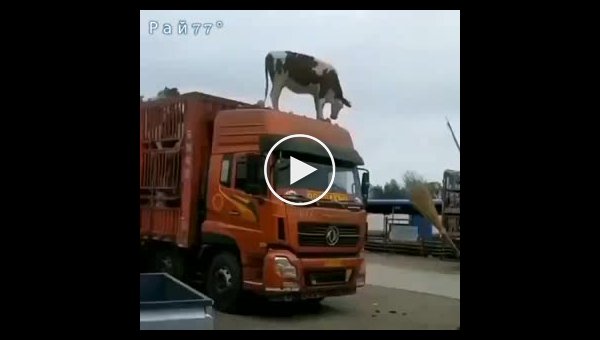 Отважная корова забралась на крышу грузовика
