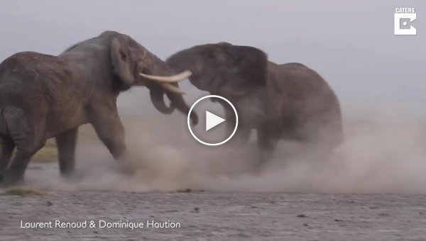 Слоны устроили потасовку на глазах у туристов