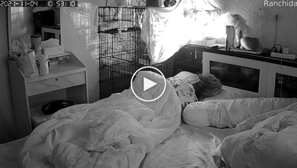 Неуклюжая кошка необычным образом разбудила свою хозяйку