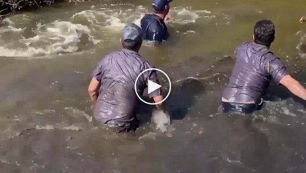 Мужчины прыгают в реку, чтобы спасти дельфина, который оказался не там где надо