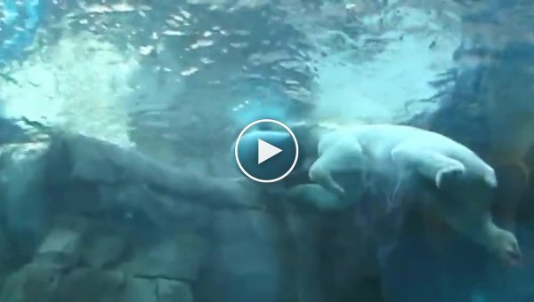 Полярный медведь гадит под водой