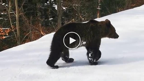 Медведь и горнолыжный инструктор