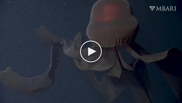Редчайший глубоководный подводный обитатель попал на камеру
