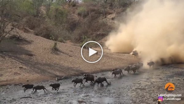 30 львов подкараулили 300 буйволов у водопоя в Зимбабве