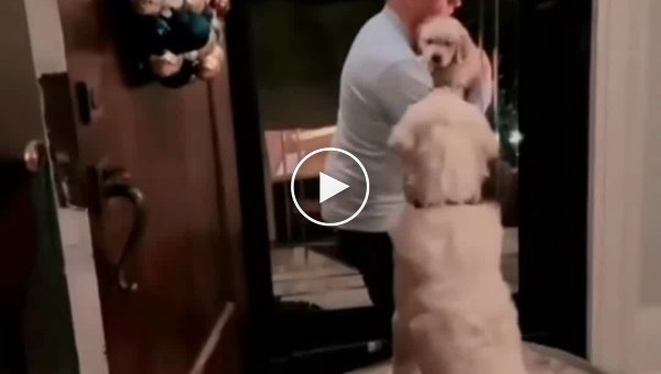 Хозяин знакомит своего пса со щенком