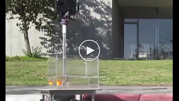 Учёные научили золотую рыбку управлять небольшим роботизированным транспортным средством