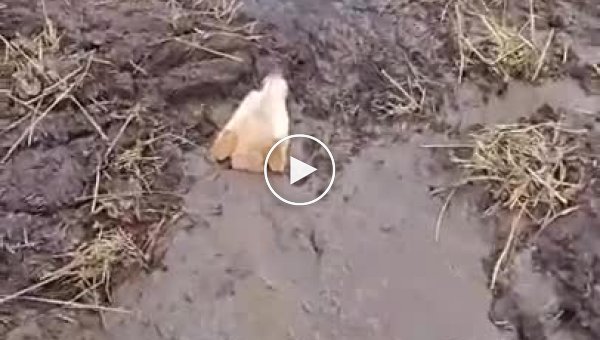 Cпасение собаки, увязшей в грязи
