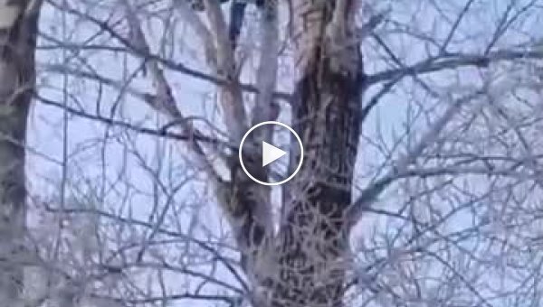 В Омске педофил спрятался от правосудия на дереве