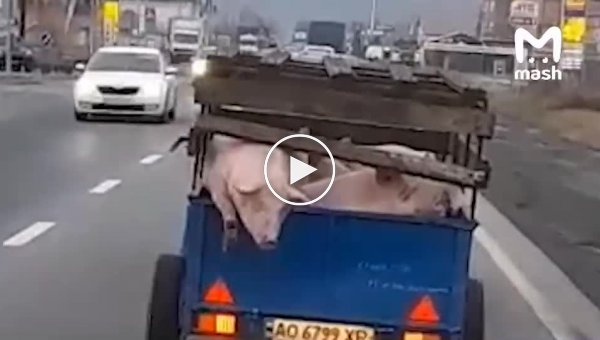 Комментарии водителя в украинском Мукачево о побеге свиней (мат)