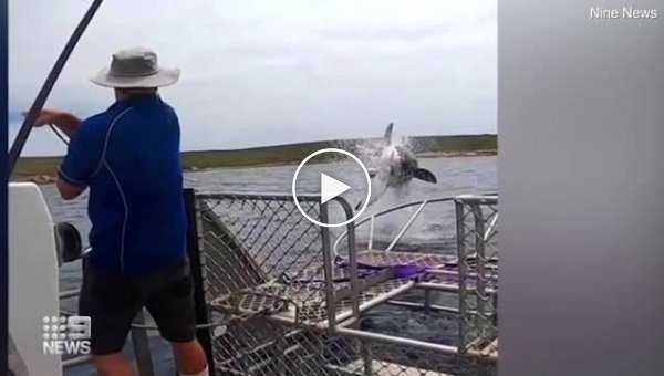 Белая акула вынырнула возле лодки и вывела на эмоции туристов