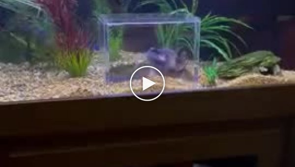 Единственный котик на планете, у которого есть свой аквариум
