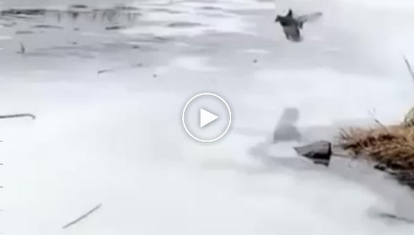 Утки хорошо проводят время на льду