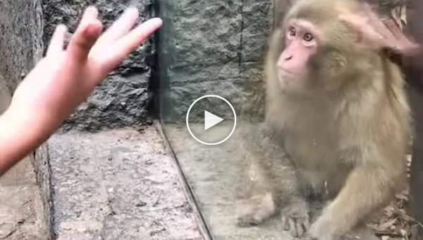 Забавная реакция обезьяны на фокус