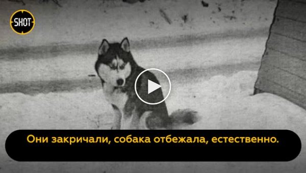 Стая одичавших собак чуть не загрызла мальчика в Челябинске