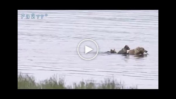 Медвежье семейство, пересекающее реку в заповеднике