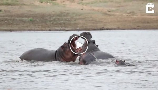 Большой кусь. Два бегемота сцепились в часовой схватке на реке в Южной Африке