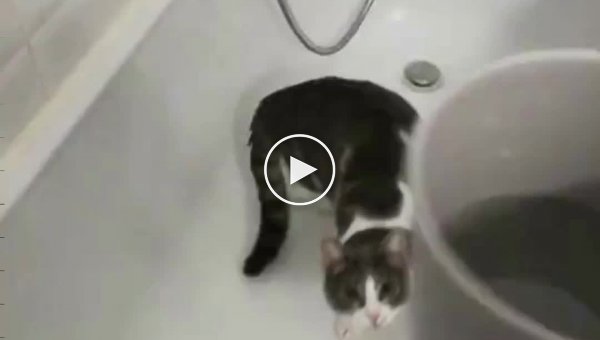 Кот пытается поймать и сразиться со струей воды