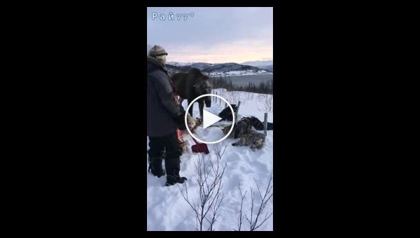 Погонщик с лопатой защитил своих псов от разъярённой лосихи в Норвегии