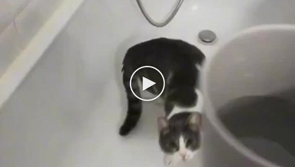 Кот и его странная реакция на воду