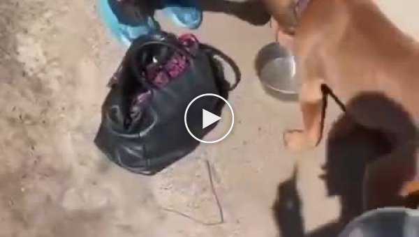 Рашисты морили голодом двух собачек и их хозяйку в подвале одного из домов в Буче