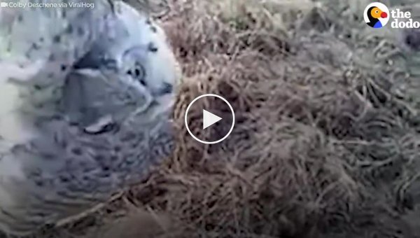 Неравнодушный человек спас сову, застрявшую в колючей проволоке