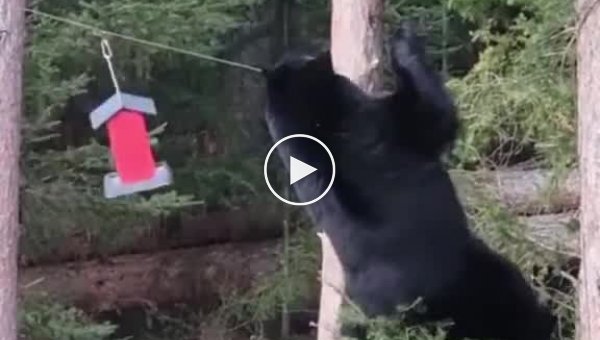 Медведь пытается добраться до птичьей кормушки